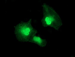 SERPINA5 Antibody in Immunocytochemistry (ICC/IF)