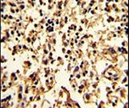 SERPINA9 Antibody in Immunohistochemistry (IHC)
