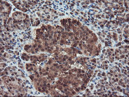 SERPINB1 Antibody in Immunohistochemistry (Paraffin) (IHC (P))