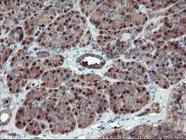 SERPINB1 Antibody in Immunohistochemistry (Paraffin) (IHC (P))