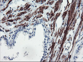 SERPINB1 Antibody in Immunohistochemistry (Paraffin) (IHC (P))