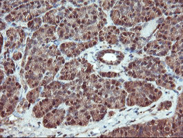 SERPINB1 Antibody in Immunohistochemistry (Paraffin) (IHC (P))