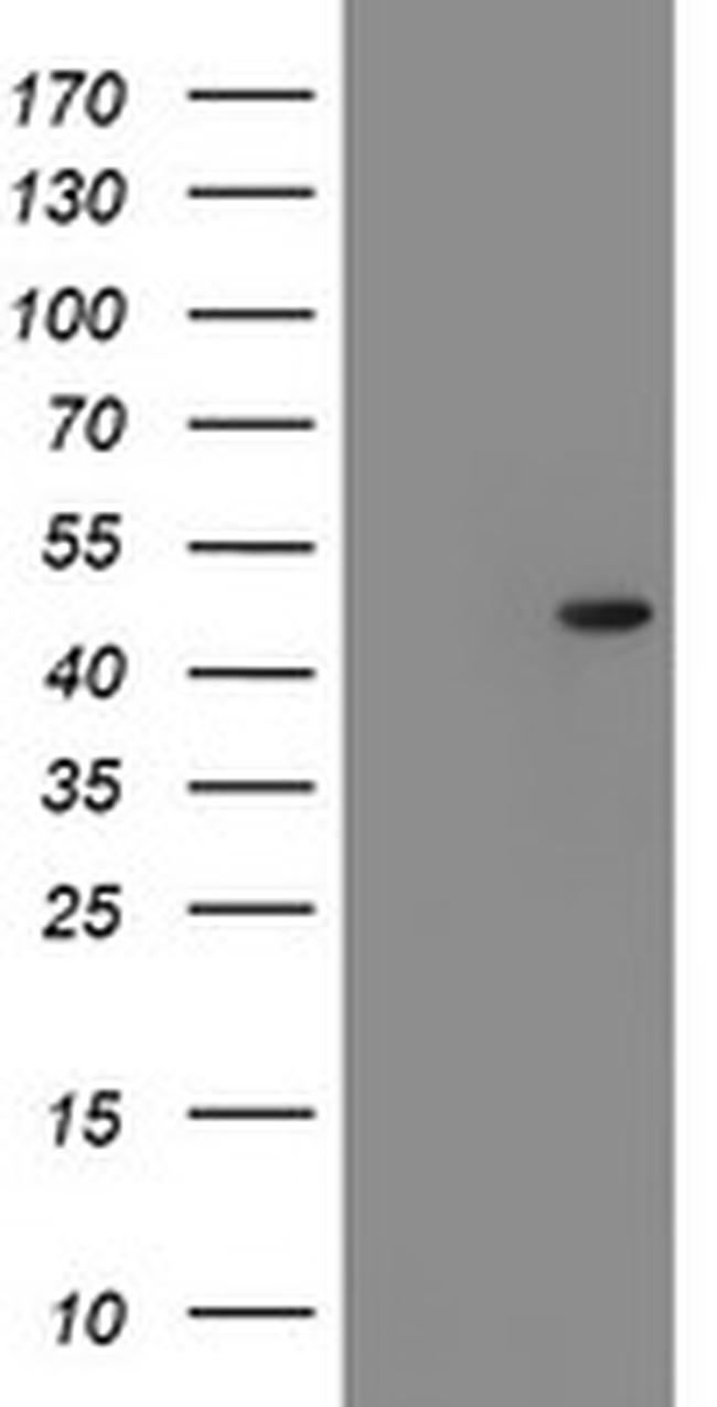 SERPINF1 Antibody in Western Blot (WB)