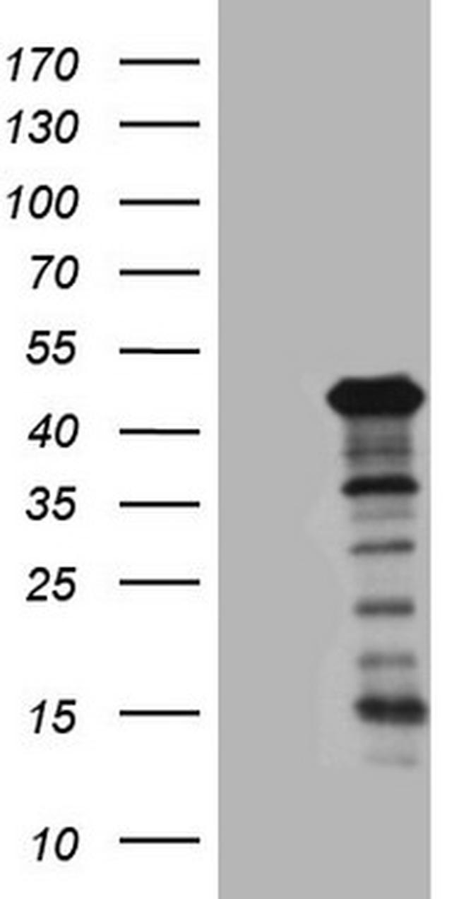SETD8 Antibody in Western Blot (WB)