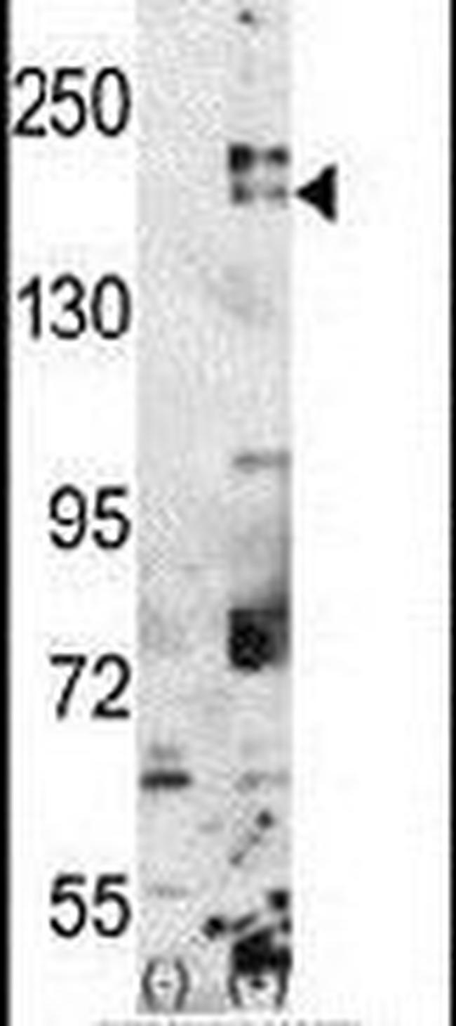 SETDB1 Antibody in Western Blot (WB)