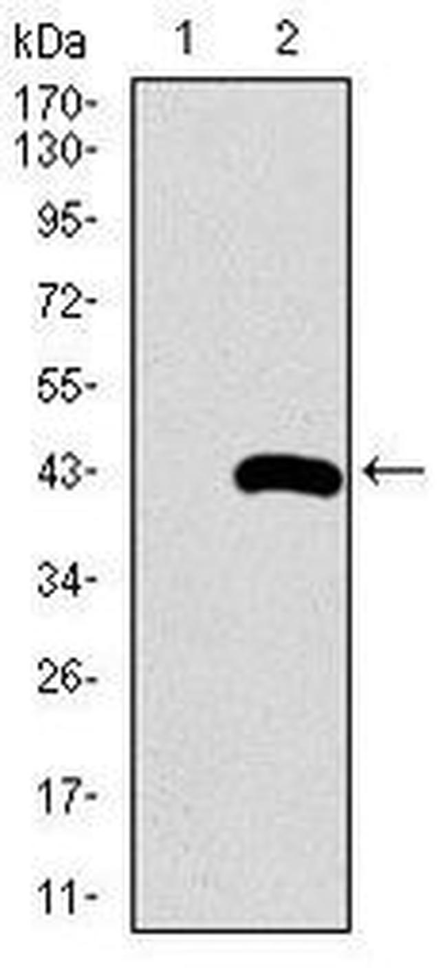 SFTPC Antibody in Western Blot (WB)