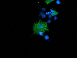 SH2B3 Antibody in Immunocytochemistry (ICC/IF)