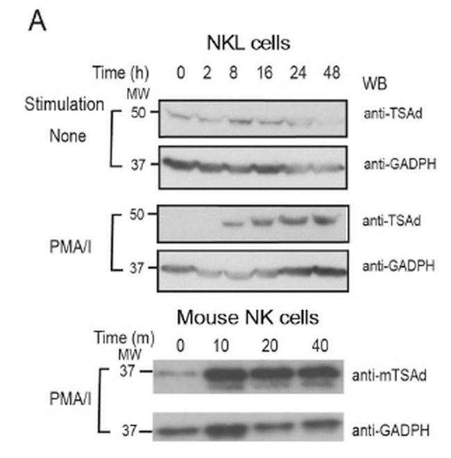 SH2D2A Antibody in Western Blot (WB)