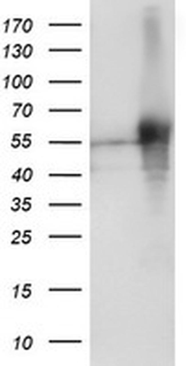 SH2D2A Antibody in Western Blot (WB)