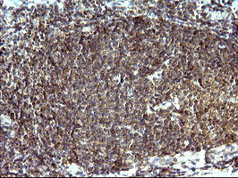 SHBG Antibody in Immunohistochemistry (Paraffin) (IHC (P))