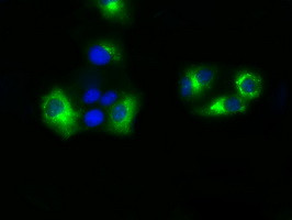 SIL1 Antibody in Immunocytochemistry (ICC/IF)