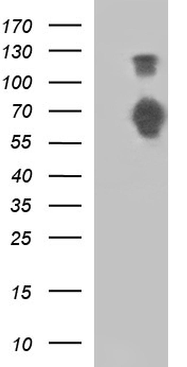 SIRPA Antibody in Western Blot (WB)