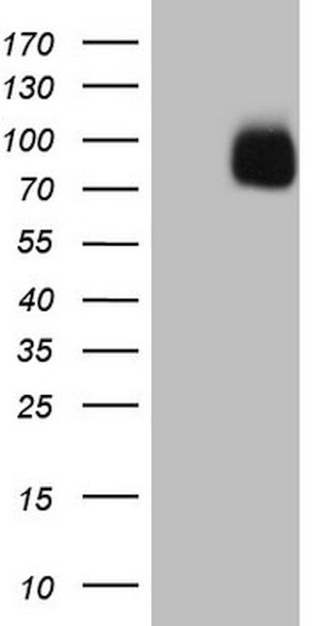 SIRPA Antibody in Western Blot (WB)