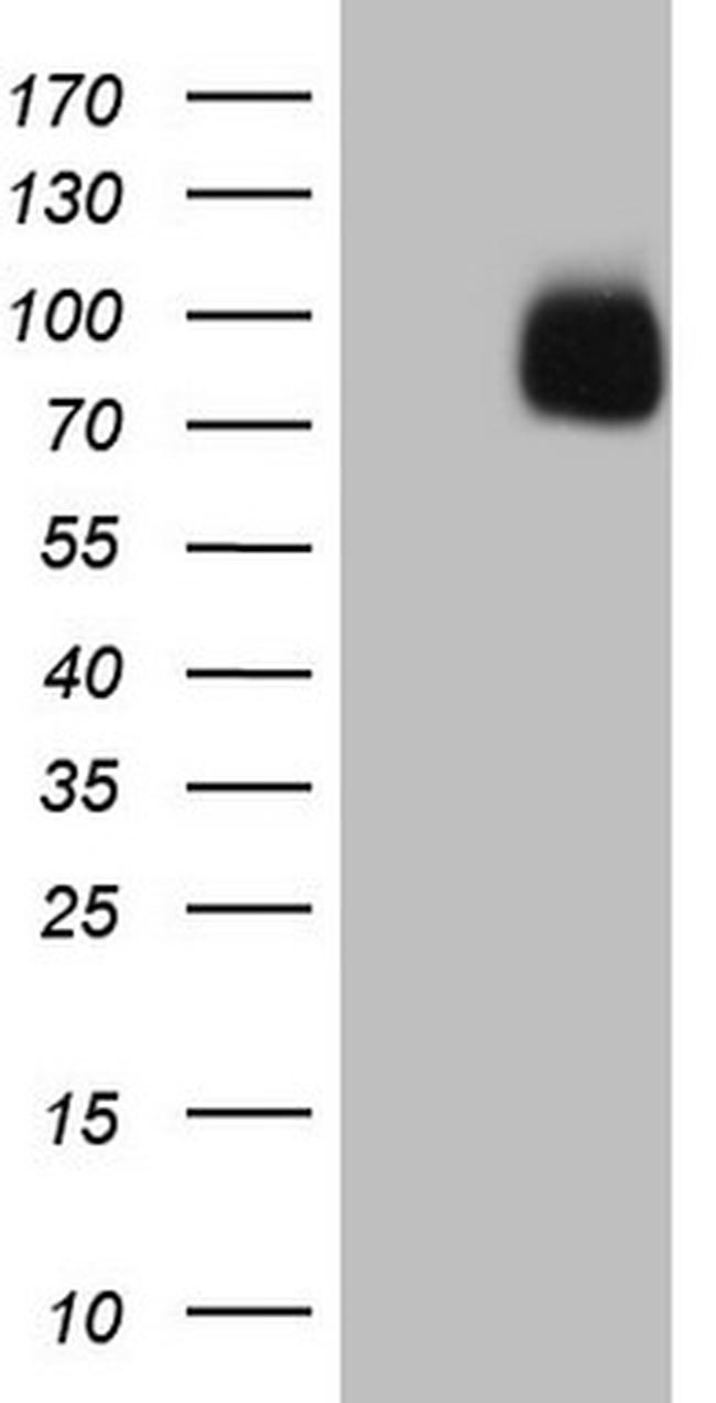 SIRPA Antibody in Western Blot (WB)