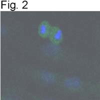 SIRT2 Antibody in Immunocytochemistry (ICC/IF)