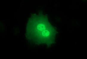 SIVA1 Antibody in Immunocytochemistry (ICC/IF)
