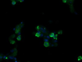SLA2 Antibody in Immunocytochemistry (ICC/IF)