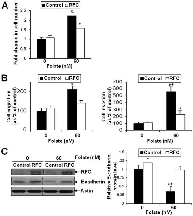 SLC19A1 Antibody in Western Blot (WB)