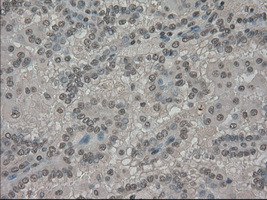 SLC7A8 Antibody in Immunohistochemistry (Paraffin) (IHC (P))