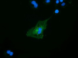 SLFNL1 Antibody in Immunocytochemistry (ICC/IF)