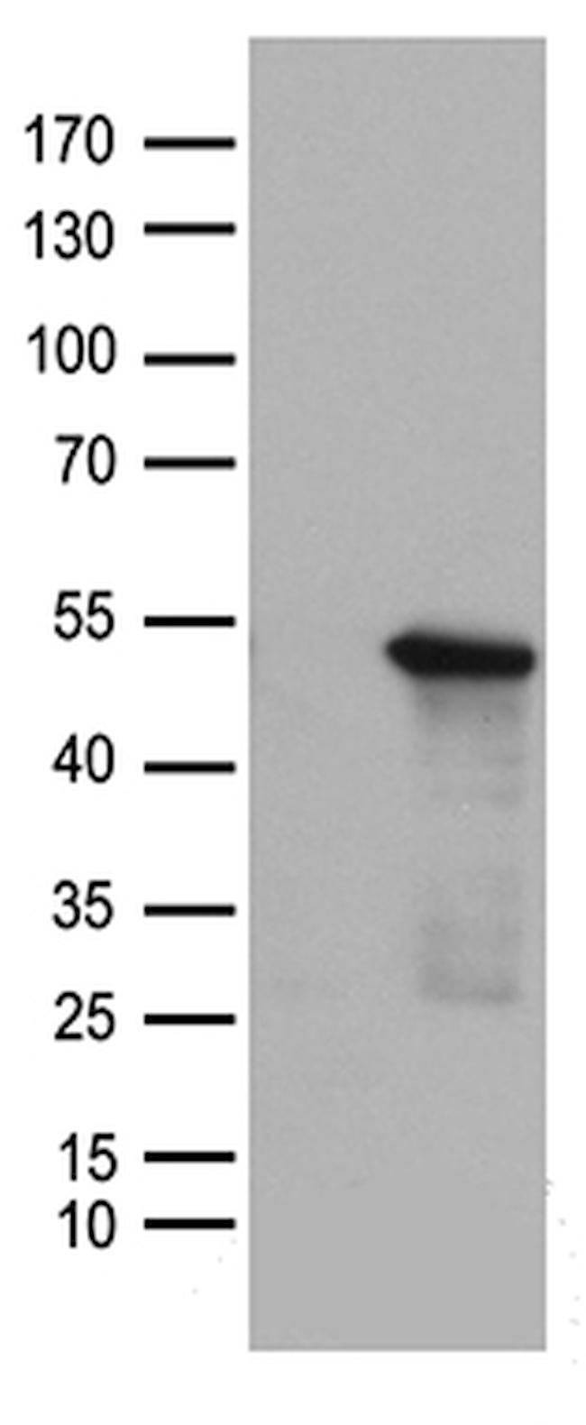 SMAD7 Antibody in Western Blot (WB)