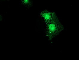 SMS Antibody in Immunocytochemistry (ICC/IF)