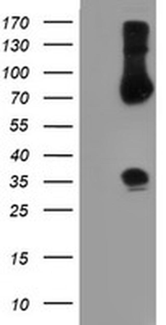 SNAI2 Antibody in Western Blot (WB)
