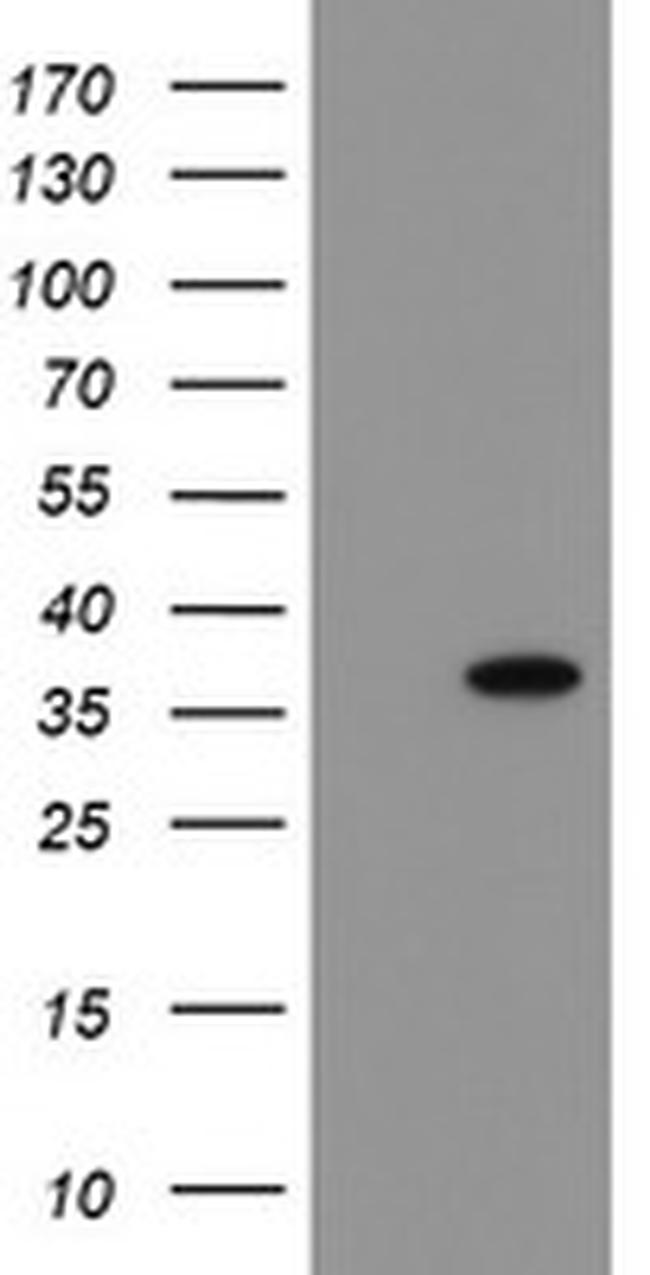 SNAI2 Antibody in Western Blot (WB)