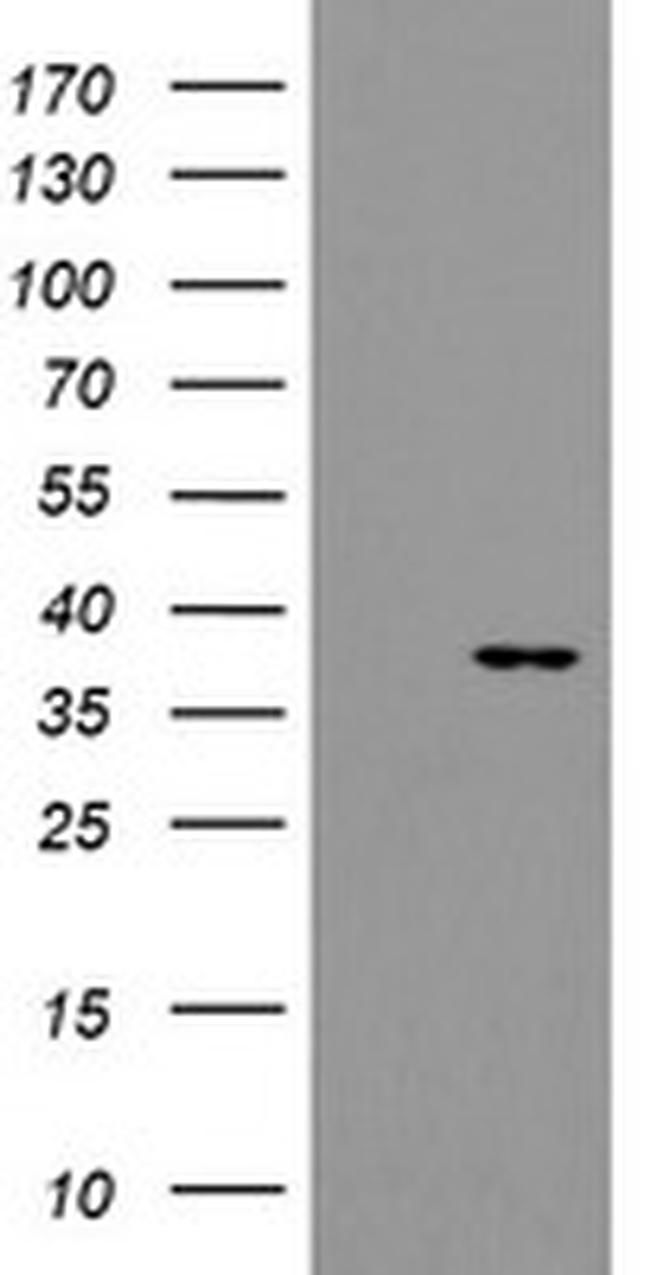 SNAI2 Antibody in Western Blot (WB)