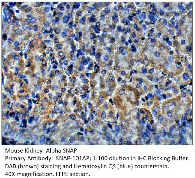Alpha SNAP Antibody in Immunohistochemistry (IHC)