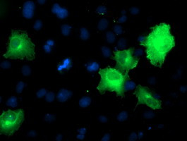 SNAP25 Antibody in Immunocytochemistry (ICC/IF)