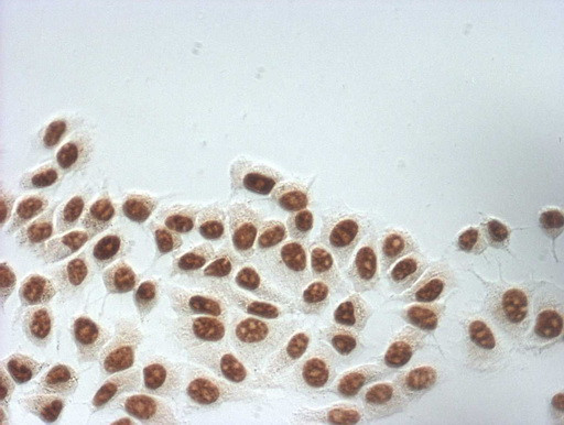 SNRPB2 Antibody in Immunocytochemistry (ICC/IF)