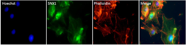 SNX1 Antibody in Immunocytochemistry (ICC/IF)