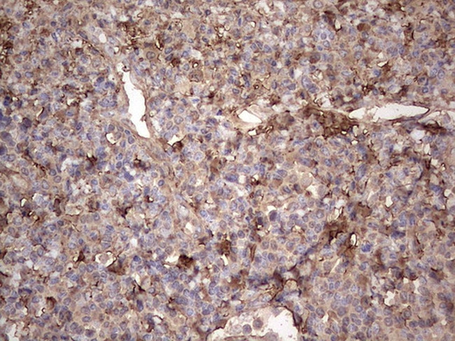 SNX12 Antibody in Immunohistochemistry (Paraffin) (IHC (P))