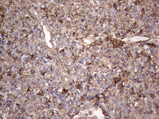 SNX12 Antibody in Immunohistochemistry (Paraffin) (IHC (P))