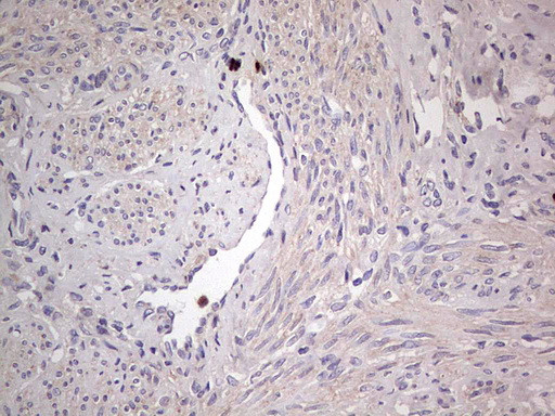 SNX12 Antibody in Immunohistochemistry (Paraffin) (IHC (P))
