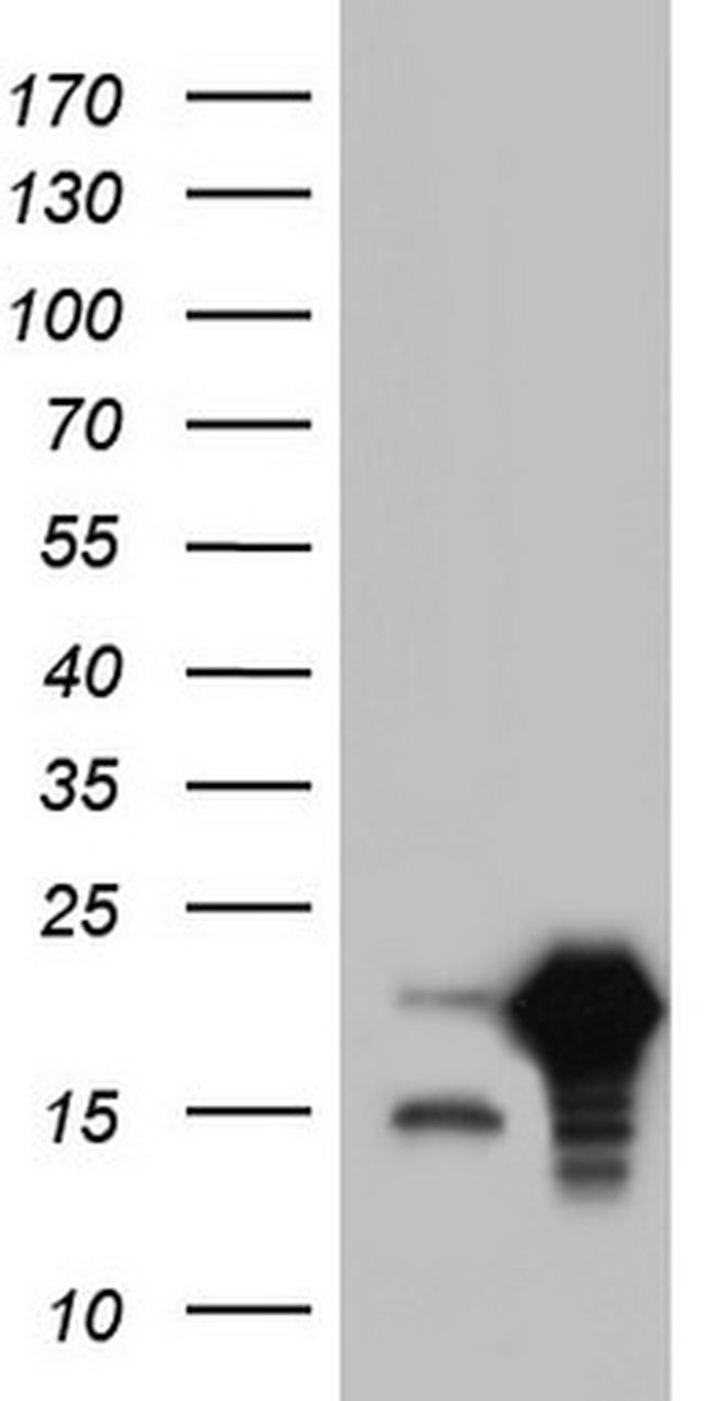 SNX12 Antibody in Western Blot (WB)