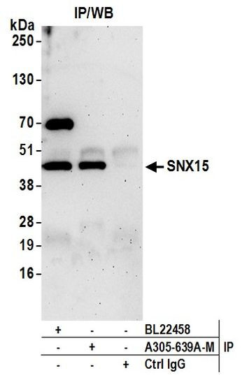 SNX15 Antibody in Immunoprecipitation (IP)