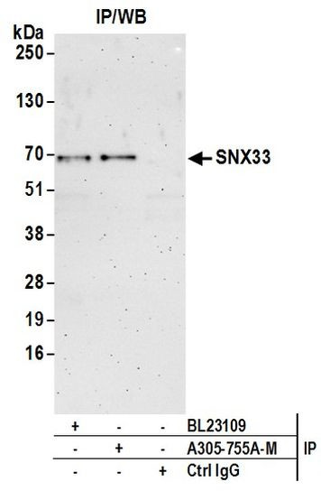 SNX33 Antibody in Immunoprecipitation (IP)