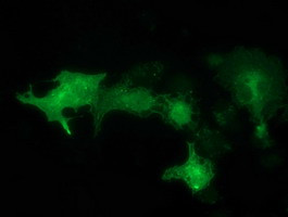 SNX8 Antibody in Immunocytochemistry (ICC/IF)