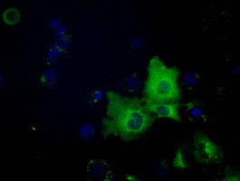 SNX9 Antibody in Immunocytochemistry (ICC/IF)