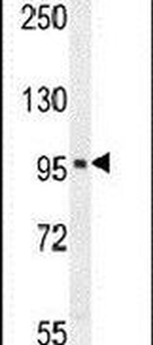 SOBP Antibody in Western Blot (WB)