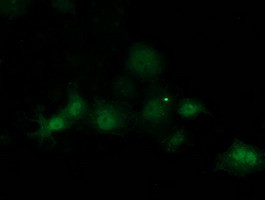 SOCS3 Antibody in Immunocytochemistry (ICC/IF)