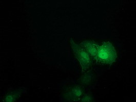 SOCS3 Antibody in Immunocytochemistry (ICC/IF)