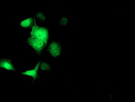SOCS3 Antibody in Immunocytochemistry (ICC/IF)