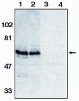 BAG4 Antibody in Western Blot (WB)