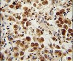 SOHLH1 Antibody in Immunohistochemistry (IHC)