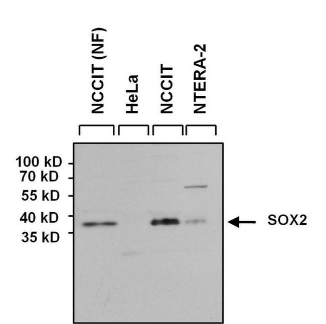 SOX2 Antibody in Western Blot (WB)