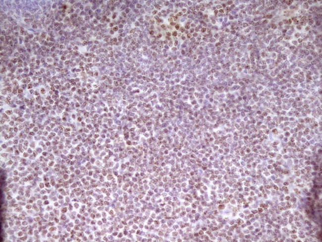 SP110 Antibody in Immunohistochemistry (Paraffin) (IHC (P))
