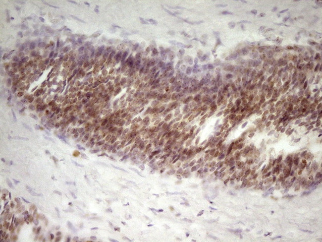 SP110 Antibody in Immunohistochemistry (Paraffin) (IHC (P))